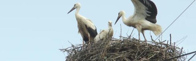 RODE SE VRATILE U ČERNOBILJ! Oživeo grad prvi put za 20 godina, stručnjaci oduševljeni senzacijom! Evo šta su prvo uradile! (FOTO)
