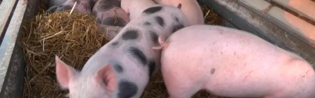 Zatvorena stočna pijaca u Jagodini: Ovo je razlog