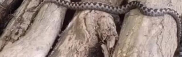 Snimak iz Srbije koji ledi krv u žilama: Ogromna zmija prošla tik pored čoveka (VIDEO)