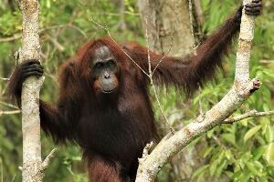 Очи у очи са орангутаном у џунгли Борнеа