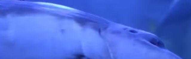 Naučnici stvorili hibrid ruske i američke ribe, slučajno ih ukrstili, a sad se boje ishoda (VIDEO)