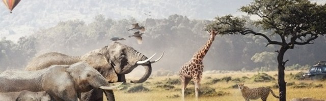 Za manje od 50 godina ljudi su iskorenili dve trećine divljih životinja!