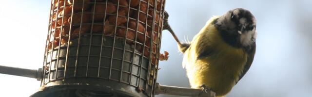 Kako posmatranje ptica utiče na mentalno zdravlje