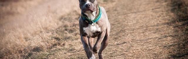 Krivična prijava protiv Nišlijke čiji je staford napao ženu, njenog psa i mladića