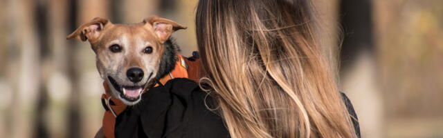 Veza između vlasnika i ljubimaca slična je vezi majke i deteta! Stručnjaci tvrde: “Oni osećaju vaš stres”