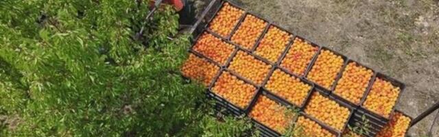 Kajsija u Srbiji rodila kao retko kad, grane se savile do zemlje! Evo zašto se to desilo ove godine (FOTO)