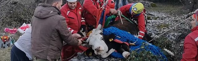 VIDEO: Pripadnici splitske Gorske službe spasavanja spasli kravu iz jame