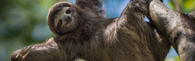 I TO VEOMA LAKO: Ovaj robot bi mogao da nam pomogne da spasimo planetu