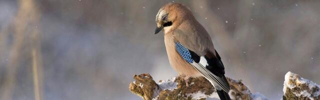 Kako pomoći pticama tokom zime?