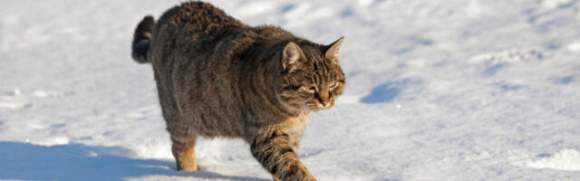 DEVOJKA TUŽILA DEČKA ZBOG NJIHOVE MAČKE Svađa izazvala pažnju javnosti!