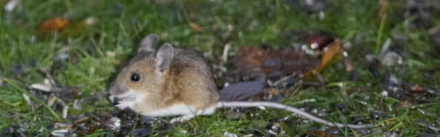 Naučnici su pustili desetine laboratorijskih miševa u divljinu, i dogodilo se nešto neverovatno