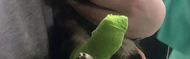 Štene kojem su nepoznate osobe spalile šape u Kraljevu traži dom