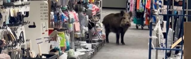 Divlja svinja zalutala u tržni centar, izazvala pometnju: "Uspavljivanje nije bilo moguće"