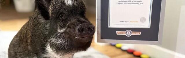 Vijetnamska svinja iz Kalifornije oborila GINISOV REKORD: Slavni Merlin "priča" s ljudima na POSEBAN NAČIN