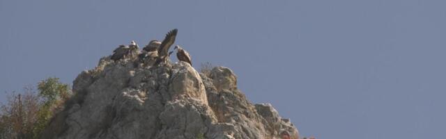 STOJA SE VRATILA U SRBIJU NAKON 2 GODINE LUTANJA PO SVETU Neverovatna priča o beloglavom supu: Nakon izleganja napustila rodni kraj, stručnjaci je pratili