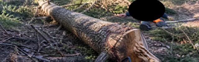 Tragedija na Jadovniku: drvo usmrtilo radnika tokom seče