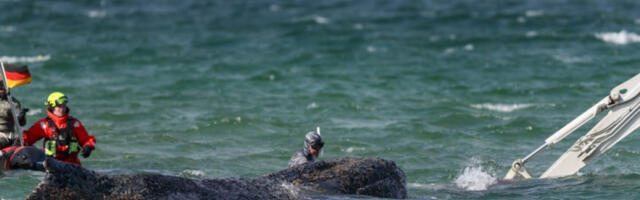 Немачки спасиоци покренули акцију ослобађања насуканог кита