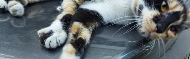 Nepoznati čovek upucao mačku vazdušnom puškom i naneo joj velike povrede, vlasniik prijavio policiji