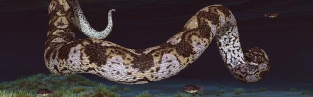 ŠOKANTNO OTKRIĆE! Pronađena zmija teža od "Juga" i dugačka kao gradski autobus (FOTO, VIDEO)