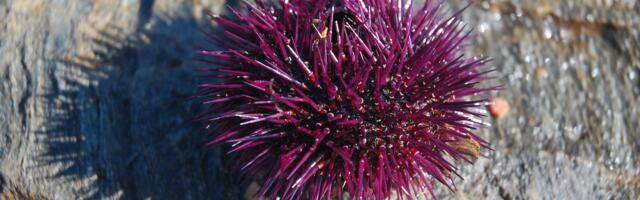 Neobično otkriće u Jadranu: Morski ježevi gde im mesto nije