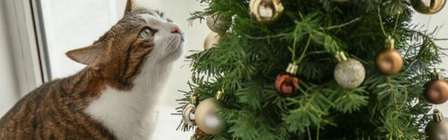 Priča o jelci na moru postala HIT NA MREŽAMA: Svi su mislili da je plod veštačke inteligencije (VIDEO)