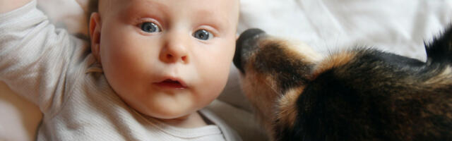 Mislili su da BEBA spava, a zapravo je ostala SAMA SA VUČJAKOM: Kad su pogledali snimak zanemeli su - to više nikad neće uraditi (VIDEO)