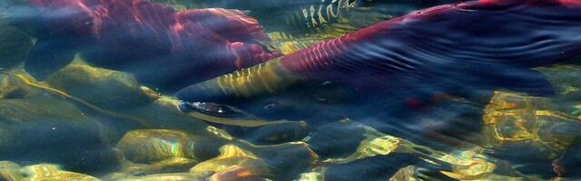Kokain u jezerima i rekama utiče na ponašanje lososa