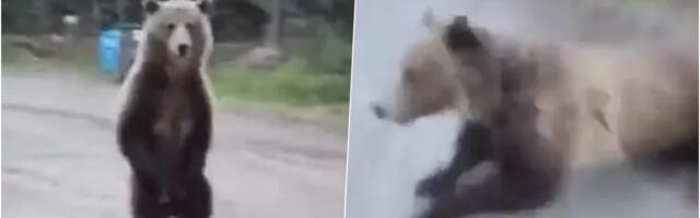 ZASTRAŠUJUĆA SCENA! MEDVED NAPAO ŽENU DOK JE ŠETALA PSA! Zver od 300 kg trčala oko planinarke, propela se na zadnje noge, a onda je usledio JURIŠ! (FOTO/VIDEO)