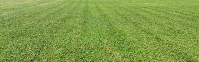 ŠAMPION NA ŠAMPIONA U GENERALNOJ PROBI: Omladinac iz Rakinca i imenjak iz Donje Rače odmeravaju snage!