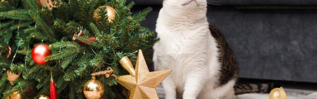 Upozorenje vlasnicima: Ove praznične biljke su otrovne za vaše ljubimce