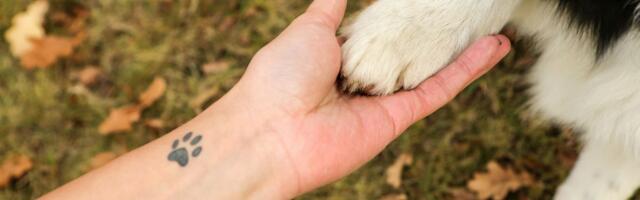 Pas vlasniku spasao život na plaži: Zahvalan čovek istetovirao ŠAPU ljubimca na POSEBNOM MESTU