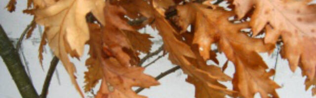 Novosadski odred Žandarmerije pod rotacijama po badnjak (VIDEO)