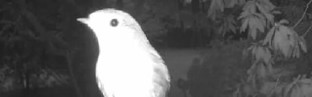 Postavio kameru na hranilici za ptice pa dobio upozorenje koje ga je prestravilo: Kad je pogledao šta je snimila...