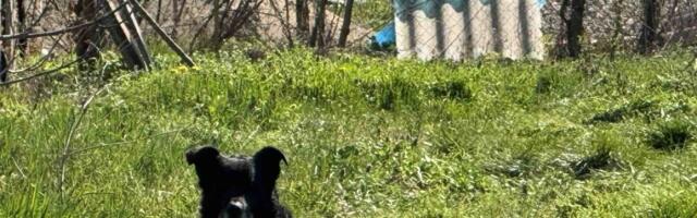 Tuga do neba! Pas ostao na mestu gde je vlasnik izgoreo: Potresna slika iz Obrenovca nakon jezivog požara (FOTO/VIDEO)