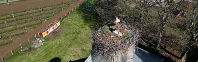Da li će se ostvariti narodno verovanje? Divan prizor na Lazarevu subotu (FOTO/VIDEO)