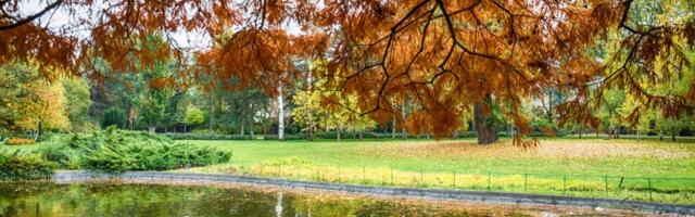 Država ulaže u zeleniju Srbiju: Raspisan konkurs za projekte ozelenjavanja