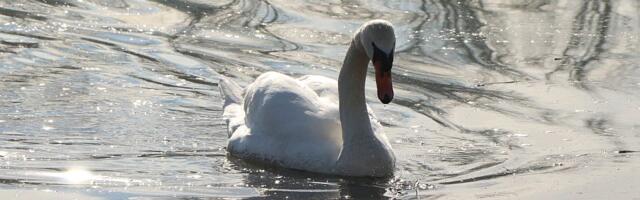 Sutra suvo i malo vedrije u Novom Sadu, vikend će biti lep