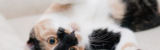 OVO JOJ VIŠE NEĆE PASTI NA PAMET! Živa se preplašila! (Video)