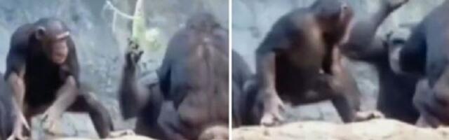 Majmun bacio kamen na turiste - majka ga istukla (VIDEO)