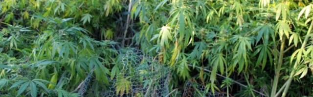 PODIGNUTA OPTUŽNICA ZA OUMNJIČENE IZ LAZAREVCA! Uzgajali konoplju i prodavali kokain!