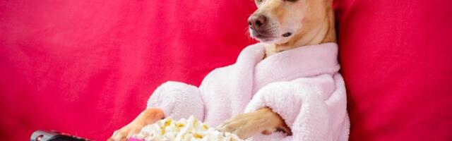 4 najpametnije rase pasa! Proverite da li je vaš LJUBIMAC MEĐU NJIMA (FOTO)