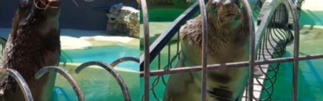 TUŽNA VEST ZA BEOGRAĐANE! Uginula foka Bert! Uzrok smrti poznat naredne nedelje