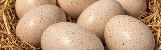 Ćureće meso se često jede, ali ne i jaja - zašto?