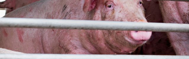 U KINI OTKRIVEN NOVI VIRUS: Sa “pandemijskim potencijalom”