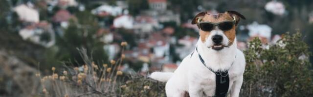 Rase pasa: 10 najboljih čuvara