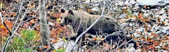 Ме­две­ди с Та­ре у по­тра­зи за хра­ном уочи зим­ског сна