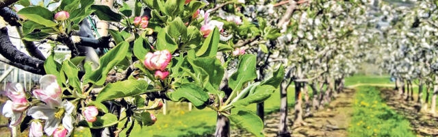 Промене климе мењају и воћарство