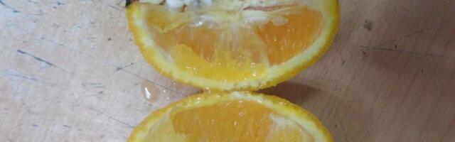 Kako su majka i sin iz okoline Čačka sa zatvorenicima osmislili narko-šemu