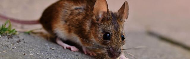 Naučnici rekonstruisali filmove iz moždanih aktivnosti miševa