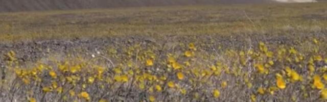 Procvetala "Dolina smrti": Ovakav prizor se viđa samo jedanput tokom 10 godina, pogledajte "čudo prirpde"! (FOTO)